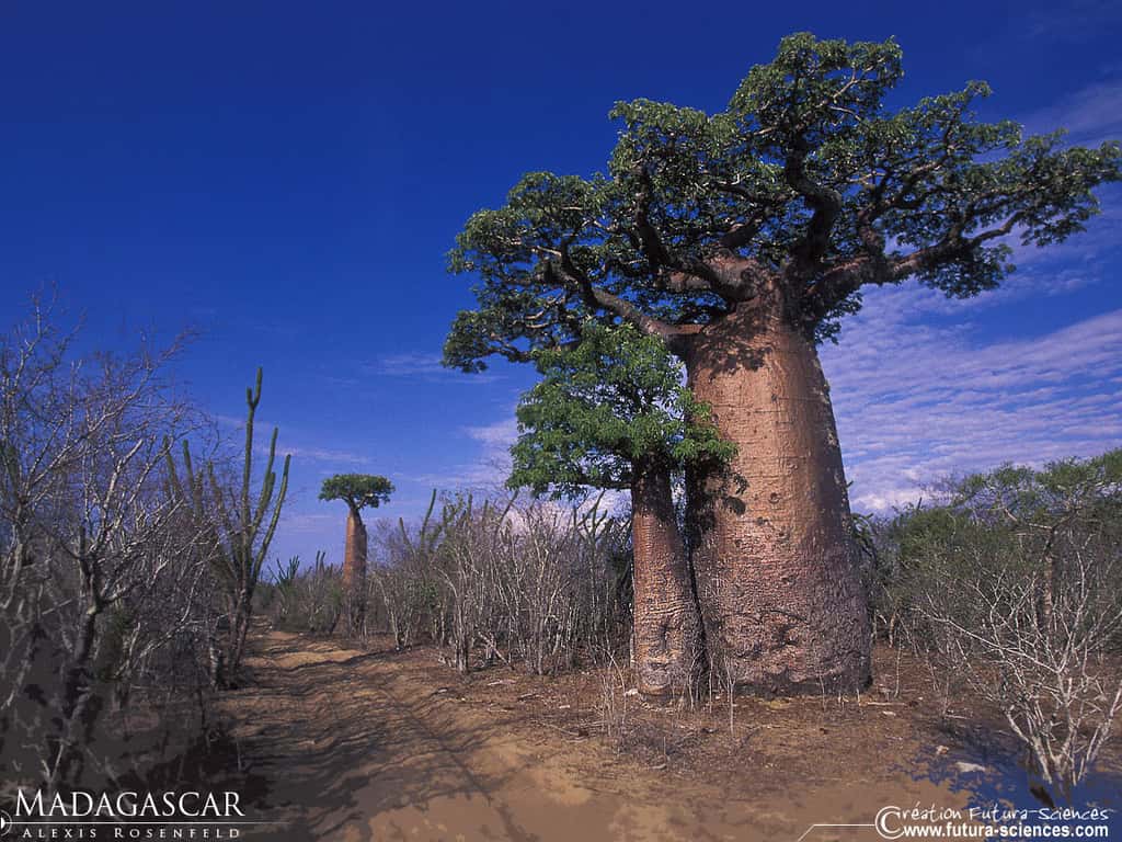 Baobab de Madagascar