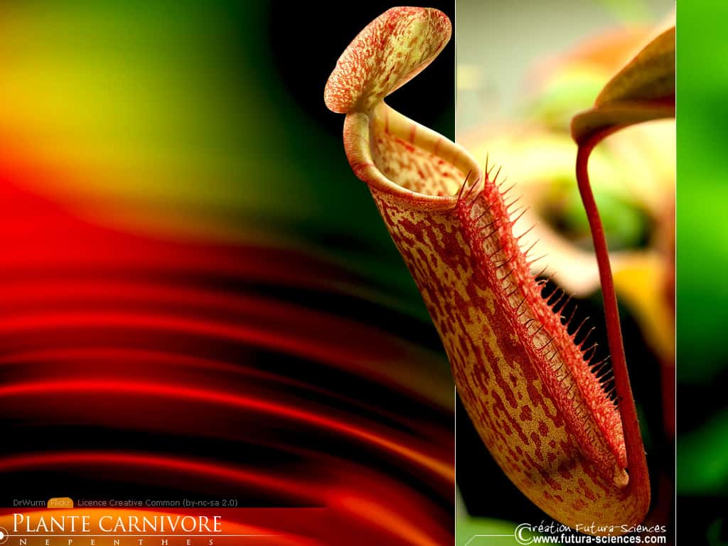 Nepenthe plante carnivore