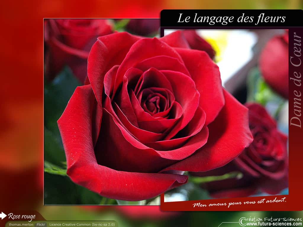 Rose rouge amour ardent