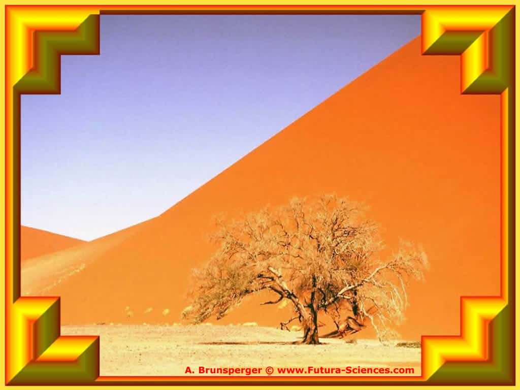L'arbre de sable