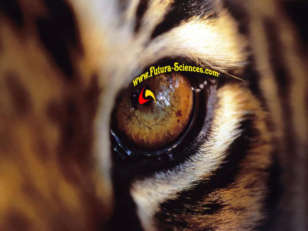 Oeil de tigre