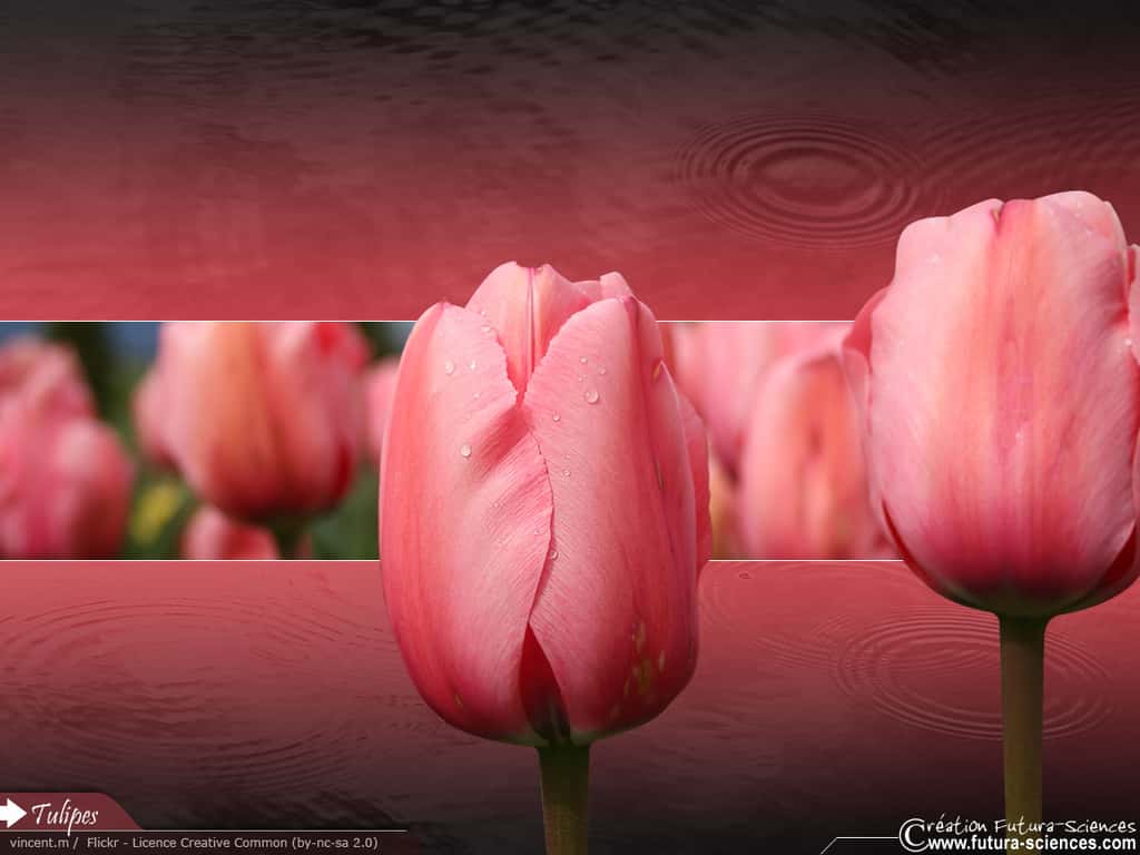 Printemps : Tulipes