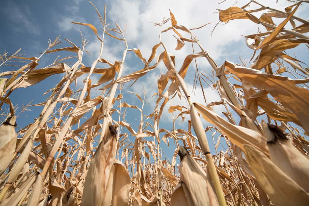 Les rendements de céréales ont perdu 20 à 40 % pendant la période 2018-2020. © Isabel B. Meyer, Adobe Stock