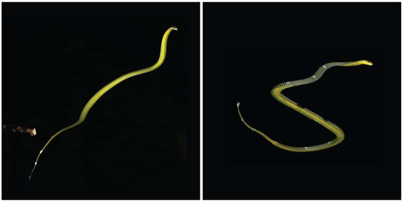 Une photo de <em>Chrysopelea paradisi</em> prise lors d'un vol plané. À gauche, le serpent est complètement détendu juste après s'être jeté d'une branche. À droite, le serpent commence à onduler dans les airs. © Jake Socha, Virginia Tech