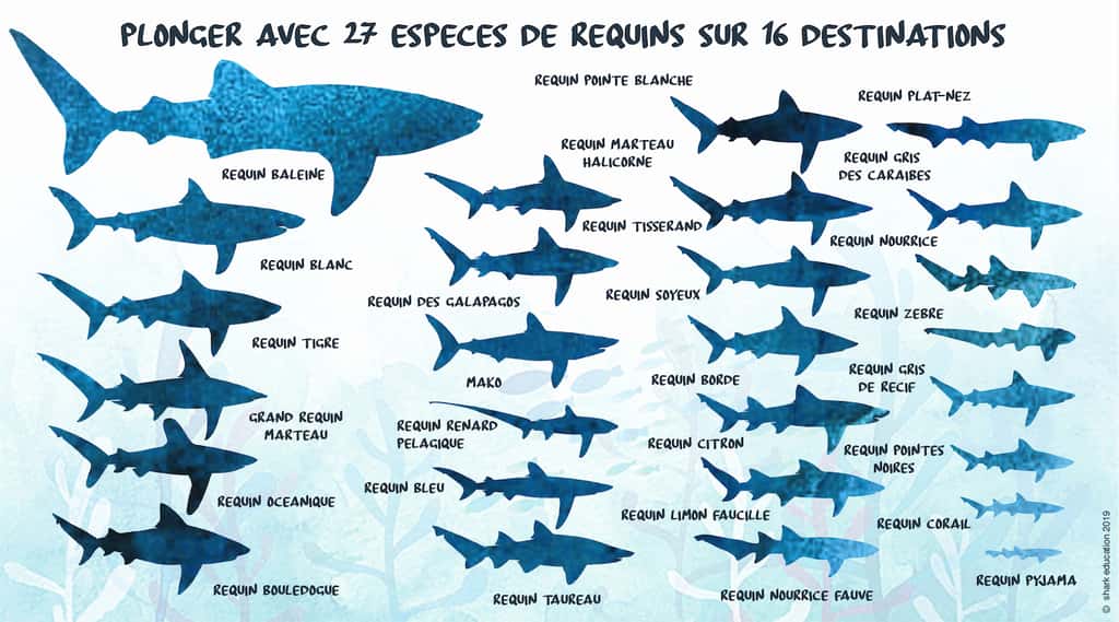 Shark Education propose de découvrir ces 27 espèces de requins dans leur milieu naturel à travers 16 destinations de plongée aux quatre coins du monde. © Shark Education