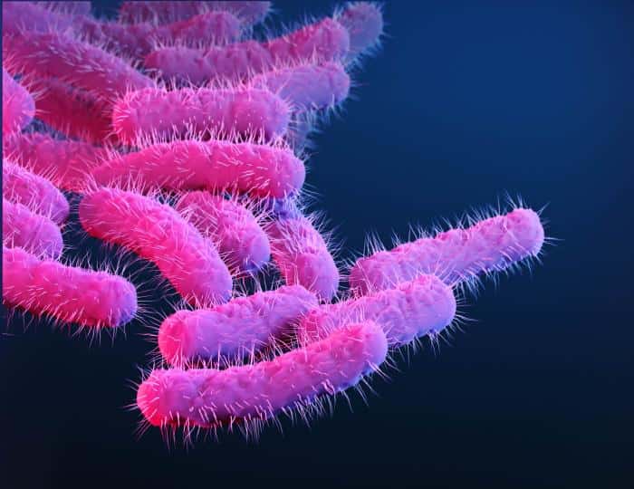 Illustration en 3D des bactéries du genre <em>Shigella</em>. © CDC