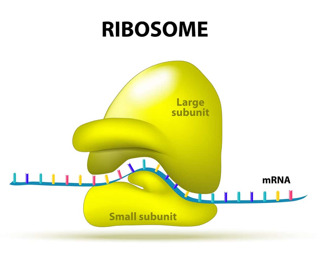 L’ARNm est traduit en protéine grâce au ribosome. © Designua, Shutterstock