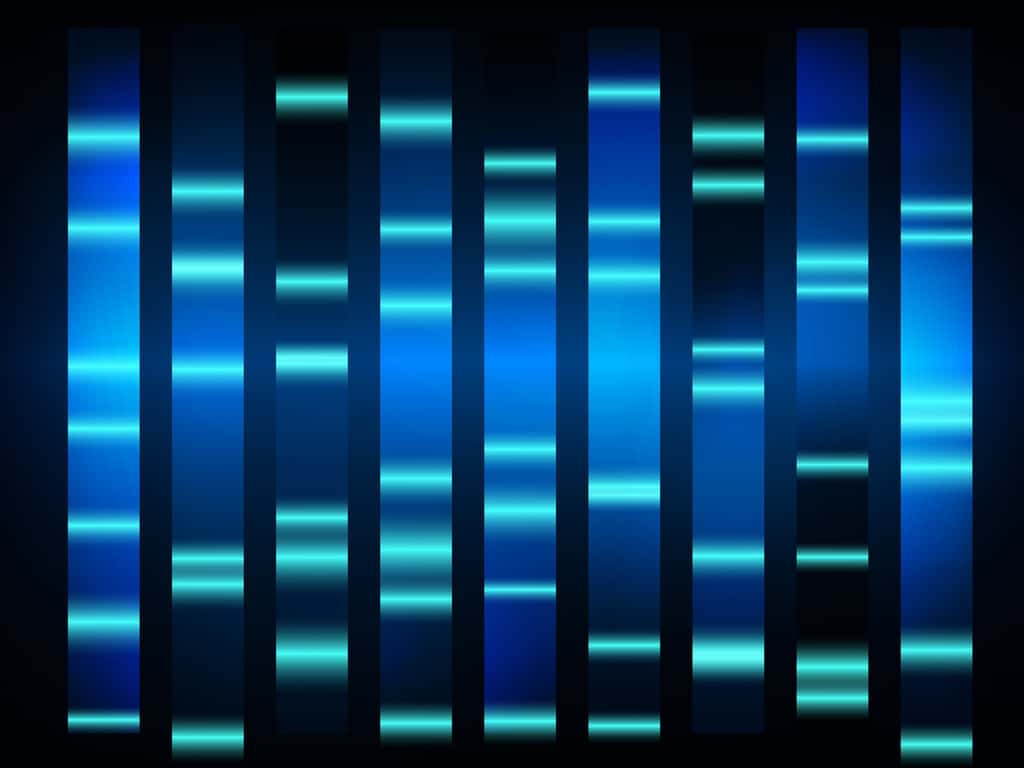 L'électrophorèse permet de séparer des ADN en fonction de leur taille. © T-flex, Shutterstock