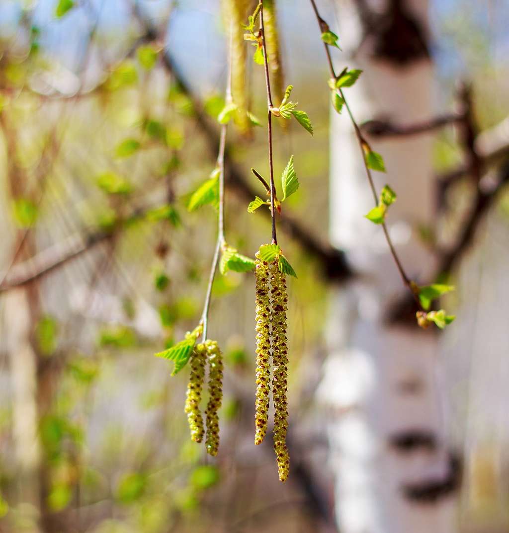 Les pollens de bouleau sont particulièrement redoutés par les allergiques. © Aisylu Ahmadieva, Shutterstock