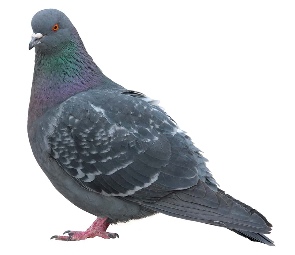 Le pigeon est capable de se repérer grâce au champ magnétique terrestre. Sa boussole est-elle dans son bec ou dans son œil ? © Aksenova Natalya, Shutterstock