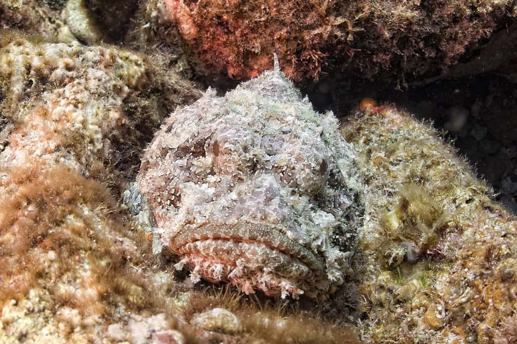 Le poisson-pierre, un redoutable animal venimeux. © Andrea Izzotti, Shutterstock