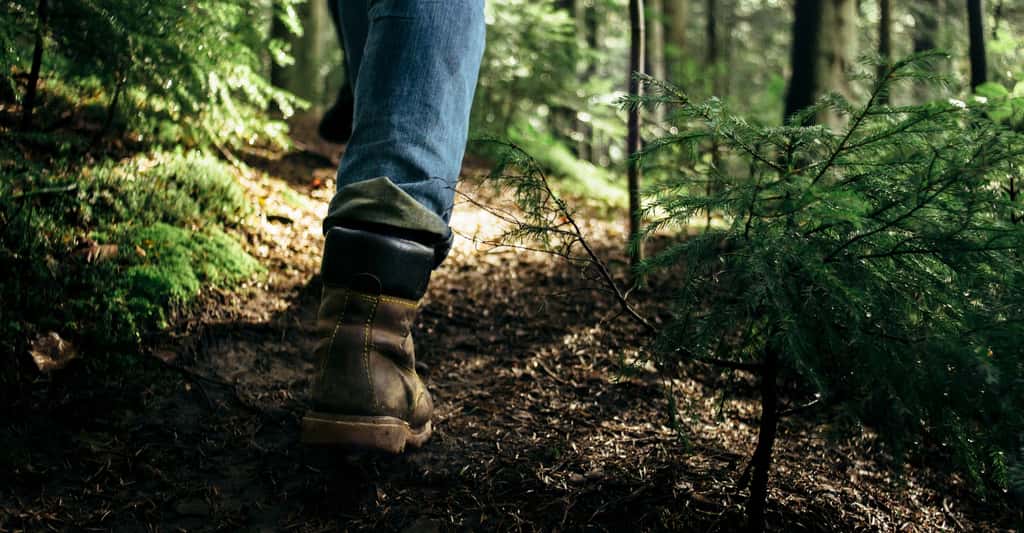 Lors des promenades en forêt, il est conseillé de rester sur les sentiers dégagés, de porter des pantalons longs, des chaussures fermées, voire de remonter ses chaussettes sur son pantalon. © Bogdan Sonjachnyj, Shutterstock