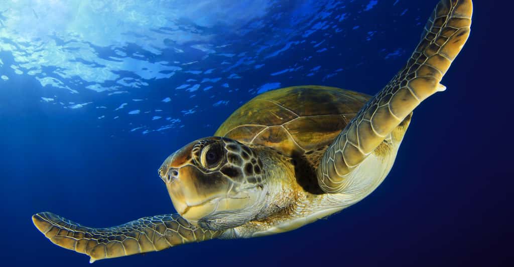 Les tortues de mer semblent bien plus sympathiques. Une chance pour leur conservation. © David Carbo, Shutterstock