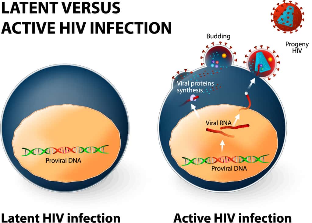 Le VIH est un rétrovirus. Il s’intègre dans le génome de la cellule infectée sous la forme d’un provirus (<em>Proviral DNA</em>, à gauche) qui peut être à l'origine de nouvelles particules virales (<em>Viral RNA</em>, à droite). © Designua, Shutterstock