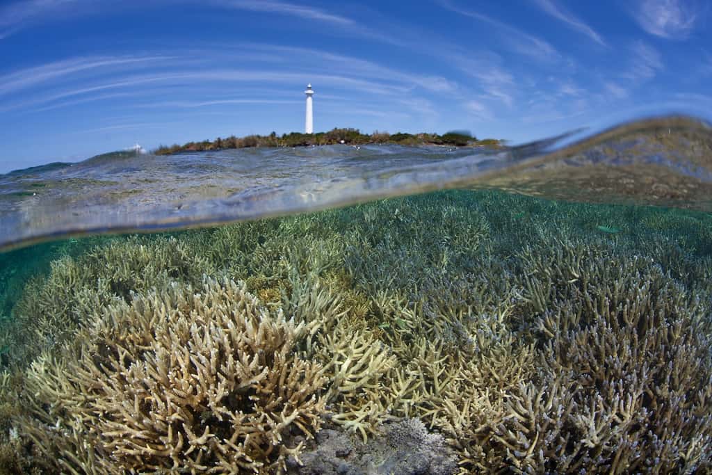 Les récifs situés à plus de 20 heures de Nouméa comptabilisaient le plus de biomasse. © Ethan Daniels, Shutterstock
