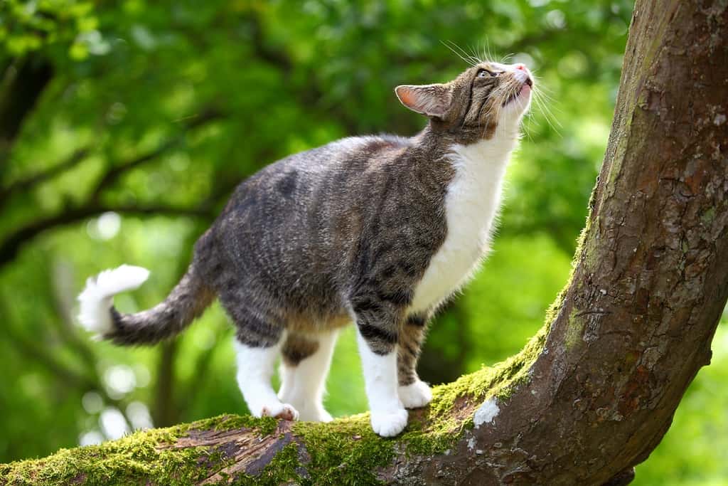 Les chats sont de bons chasseurs et doivent bien évaluer la distance qui les sépare de leur proie avant de bondir. © Pete Pahham, Shutterstock
