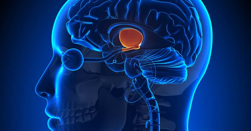 Les cellules nerveuses qui contrôlent l’horloge biologique se trouvent dans l’hypothalamus, au niveau des noyaux suprachiasmatiques. © decade3d, <em>anatomy online</em>, Shutterstock