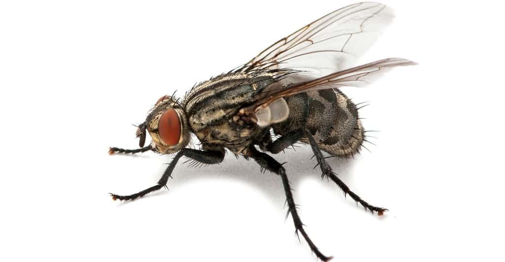 Dans une société mondialisée, les espèces d’arthropodes présents dans les habitations, comme les mouches, se retrouvent dans le monde entier. © irin-k, Shutterstock