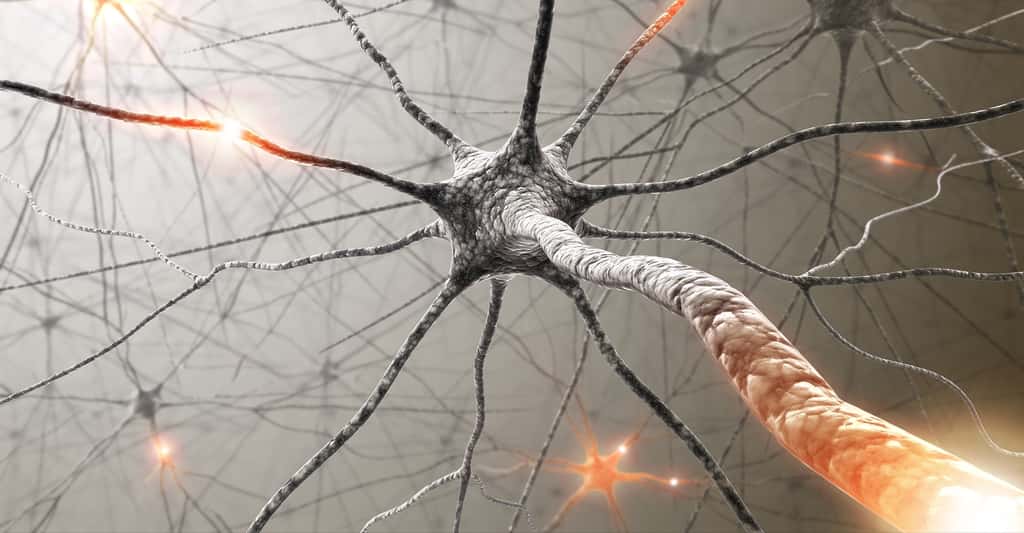 Les axones ont pu repousser grâce à l’approche utilisée par les chercheurs. © ktsdesign, Shutterstock