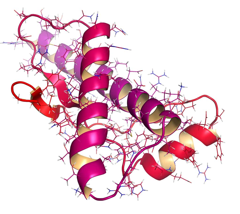 La protéine de prion (PrP), lorsqu’elle est mal repliée, se comporte comme un agent infectieux. © molekuul_be, Shutterstock