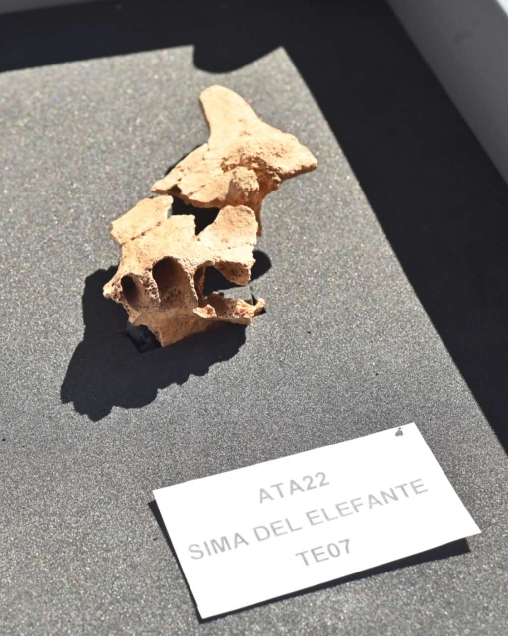 Le fragment de mâchoire trouvé par les paléontologues sur le site de la <em>Sima del Elefante</em>. © Susana Santamaria, Fondation Atapuerca