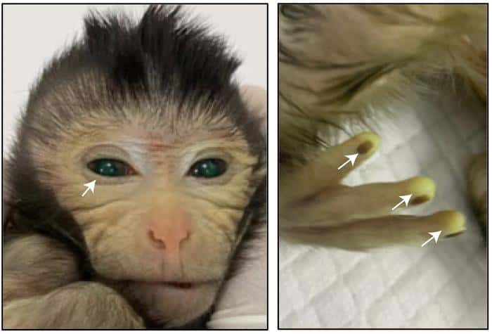 Images montrant les signaux de fluorescence verte dans différentes parties du corps du singe chimérique né vivant à l'âge de trois jours. © Cell, Cao et al.