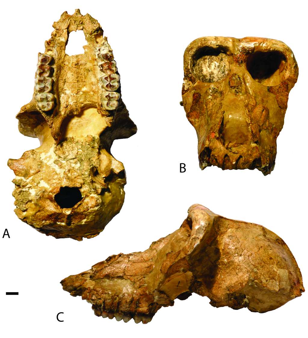 Le crâne d'un individu mâle de <em>Paradolichopithecus</em>, un singe aujourd'hui éteint, qui faisait la taille d'un mandrill. © Claire E. Terhune et al. <em>Quaternary International</em> 2020