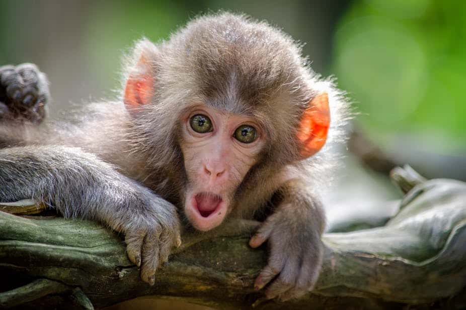 Quand les vocalisations des singes nous renseignent ! © Jamie haughton, Unsplash, CC by-sa