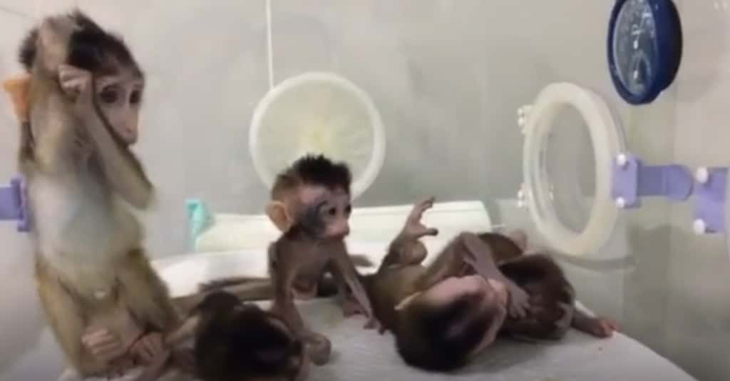 Les cinq clones issus d'un macaque génétiquement modifiés. © <em>Science China Press</em> 