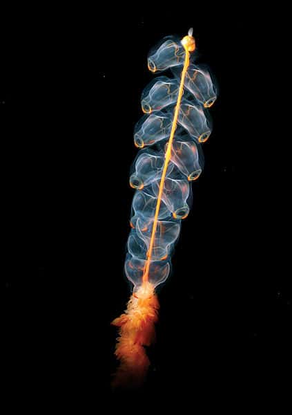 <em>Marrus orthocanna</em> est un exemple d'organisme siphonophore, composé de plusieurs polypes spécialisés amarrés à une tige. © Kevin Raskoff, <em>California State University Monterey</em>, NOAA Photo, Wikipédia, DP