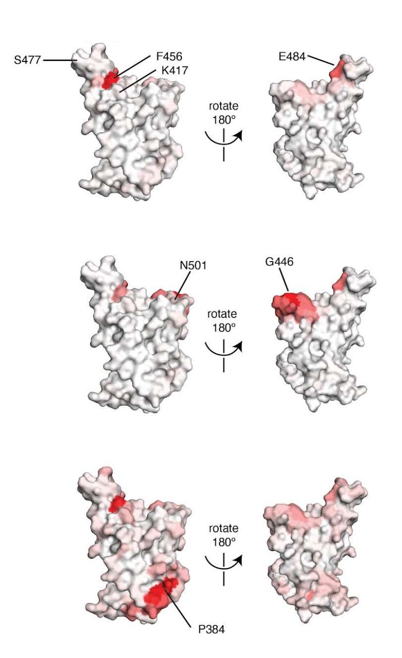 Les zones en rouge montrent la position des mutations les plus intéressantes sur le domaine RBD de la protéine S du SARS-CoV-2. À gauche, ce sont les épitopes inaccessibles lorsque le RBD est dans sa forme « <em>down</em> » et à gauche, les épitopes accessibles. © adapté de Allison J. Greaney et al.