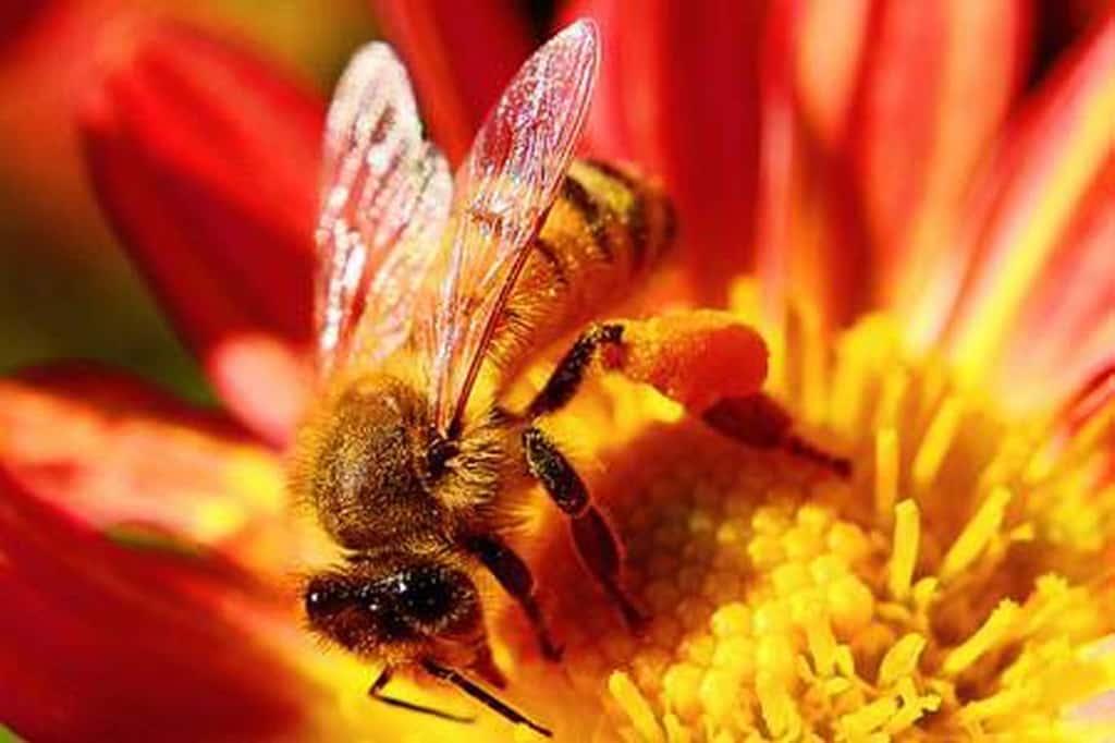 Les abeilles domestiques sont emblématiques de la pollinisation, mais il existe 20.000 espèces sauvages et bien d'autres animaux participent à ce service rendu à la nature mais aussi à l'agriculture. © Toshihiro Gamo, Flickr, CC by-nc-nd 2.0