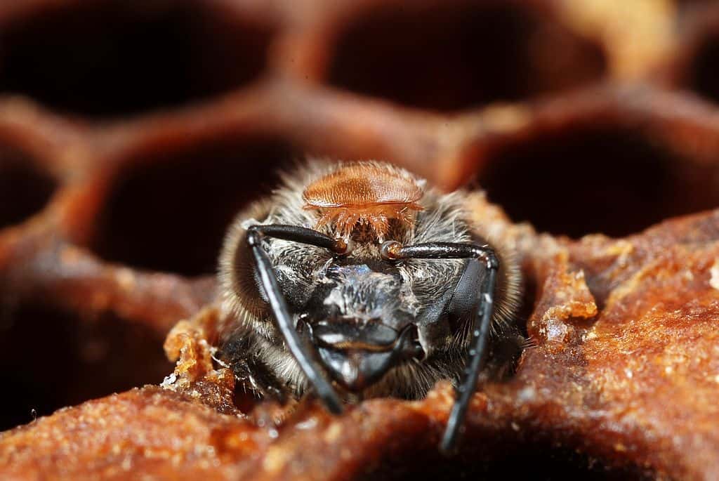 Les abeilles font face à de multiples dangers, d'origine humaine, comme les pesticides, ou naturels, comme le parasite <em>Varroa destructor</em>, dont on voit ici un individu juché sur la tête de l'insecte. © Gilles San Martin, Flickr, CC by-sa 2.0