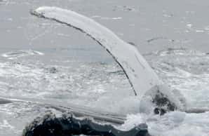 L'évènement de janvier 2009, près de la péninsule Antarctique. Retournée, une baleine à bosse est venue sous un phoque pour le porter sur son ventre. Avec l'une de ses nageoires (de plus de 4 m), elle l'empêche basculer dans l'eau, où l'attendent des orques. La photographie a été prise par Robert Pitman, l'un des observateurs et l'un des auteurs de la présente étude. © Robert Pitman, <em>Natural History</em>