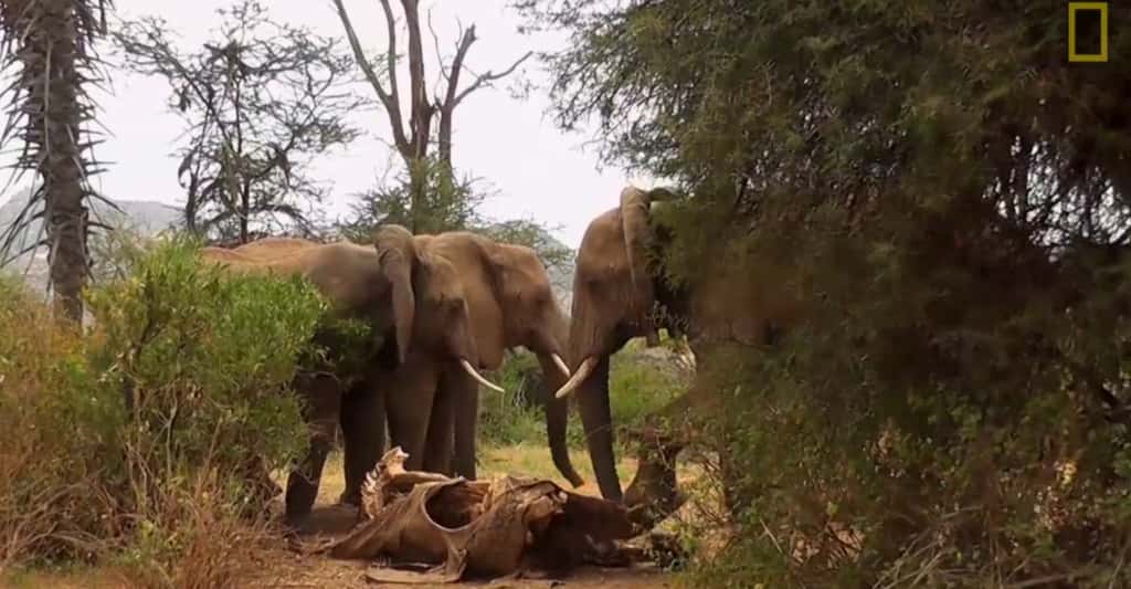Des éléphants viennent sentir et toucher le corps d'une matriarche, morte, de cause naturelle, quelques semaines plus tôt. © <em>National Geographic</em>