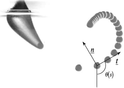 Simulation de la trajectoire d'une « balle flottante » à l'aide d'une sphère de 3,5 mm pénétrant dans l'eau à 35 m/s (126 km/h), avec une rotation sur elle-même (1.200 radians par seconde) et suivie par chronophotographie. À gauche, elle franchit la surface ; la série d'images de droite montre la trajectoire en spirale, avec la variation de la courbure indiquée en θ/s. Les lettres « n » et « t » correspondent au repère de Serret-Frenet, utilisé pour l'étude d'un objet en mouvement. L'expérience a été réalisée par une équipe du LadHyX (École polytechnique, Palaiseau, France) et décrite dans <a href="http://iopscience.iop.org/article/10.1088/1367-2630/12/9/093004/meta;jsessionid=E4F4D2587128046B419D5EAD122E190B.c3.iopscience.cld.iop.org" title="The spinning ball spiral" target="_blank">cet article</a>. © Guillaume Dupeux, Anne Le Goff, David Quéré et Christophe Clanet, <em>New Journal of Physics</em>