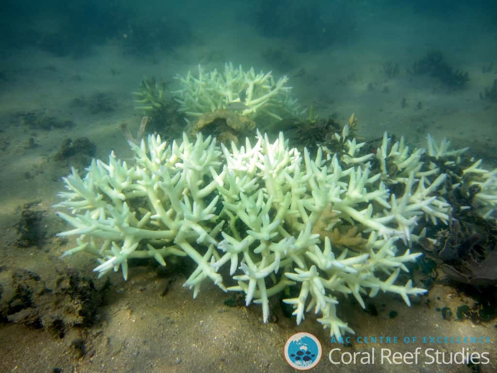 Un buisson de corail fortement blanchi. © Verena Schoepf, université James Cook