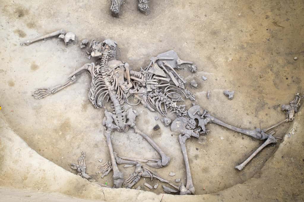 Les squelettes de la fosse présentaient tous de nombreuses fractures. © Michel Christen, Inrap