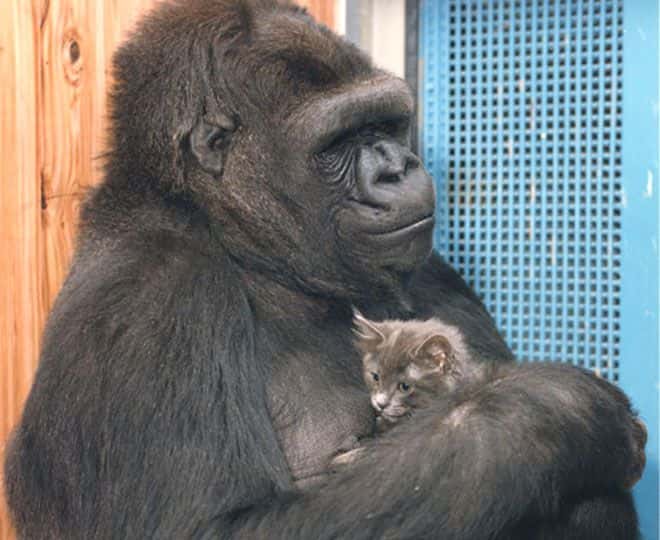 Koko en 2000 avec sa chatte Smoky, la troisième. La précédente, All Ball, est morte fauchée par une voiture, il y a plusieurs années. Pour son 44<sup>e</sup> anniversaire, le 4 juillet 2015, Koko a demandé un nouveau chat. © <em>Gorilla Foundation</em>