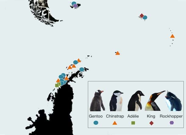 L'implantation des appareils photo surveillant les colonies de manchots. La plupart sont situés sur la Péninsule antarctique (en bas) et les autres sur les îles géologiquement reliées à l'Amérique du sud (dont la pointe est visible en haut à gauche) : les Orcades du Sud, les Sandwich du Sud, la Géorgie du Sud et les Malouines. Les codes couleur indiquent les espèces : <em>Gentoo</em> (<em>Pygoscelis papua</em>, manchot papou), <em>Chinstrap</em> (<em>Pygoscelis antarctica</em>, manchot à jugulaire), <em>Adélie</em> (<em>Pygoscelis adeliae</em>, manchot Adélie), <em>King</em> (<em>Aptenodytes patagonicus</em>, manchot royal) et <em>Rockhopper</em> (gorfous ou manchots à aigrettes). © <em>Penguin Watch</em>