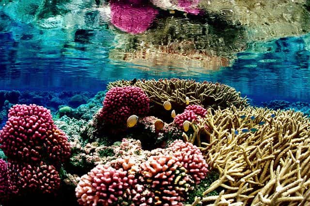 Représentant moins de 0,1 % de la surface des océans, les récifs coralliens abritent environ un quart des espèces marines. © Jim Maragos, <em>U.S. Fish and Wildlife Service</em>
