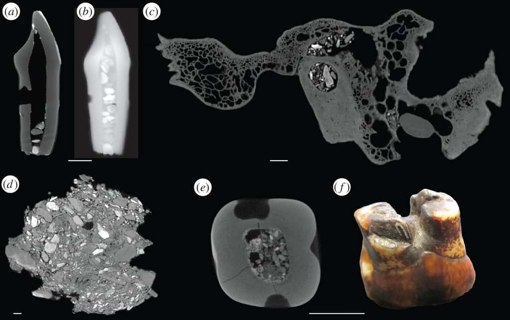Quelques restes fossilisés issus des fouilles de Piltdown observés au scanner (sauf f). Les inclusions blanches sont des petits cailloux, fixés par du mastic et ajoutés pour, littéralement, donner plus de poids à la découverte. © Isabelle De Groote <em>et al.</em>, <em>Royal Society</em>
