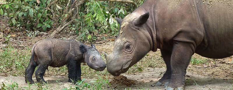 Deux rhinocéros de Sumatra : une mère et son petit dans la réserve de Lampung, à Sumatra. ©<em style="text-align: justify;"><a href="http://rhinos.org/" title="International Rhino Foundation" target="_blank">International Rhino Foundation</a></em>