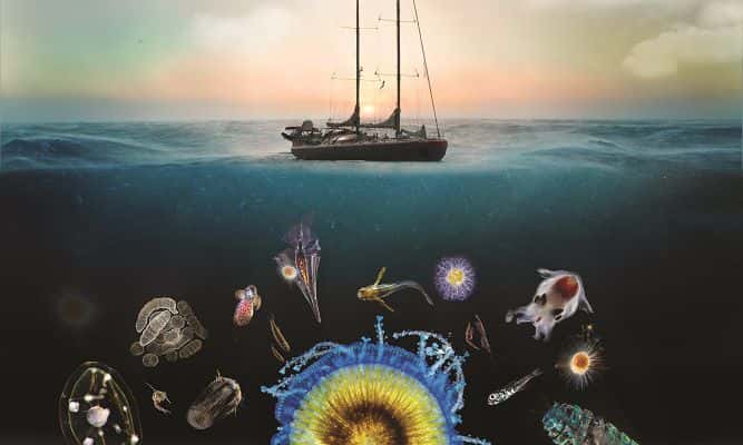 De 2009 à 2013, l'expédition Tara Oceans a collecté 35.000 échantillons autour du Globe pour étudier le plancton. Cet ensemble d’organismes, végétaux et animaux, dérivant au gré des courants, est la base de la chaîne alimentaire des mers. Leurs tailles sont très variables et de nombreux animaux y trouvent les proies qui leur conviennent. Ces écosystèmes, pourtant, ne sont qu’imparfaitement connus. © G. Bounaud, C. Sardet, SoixanteSeize, Tara Expeditions