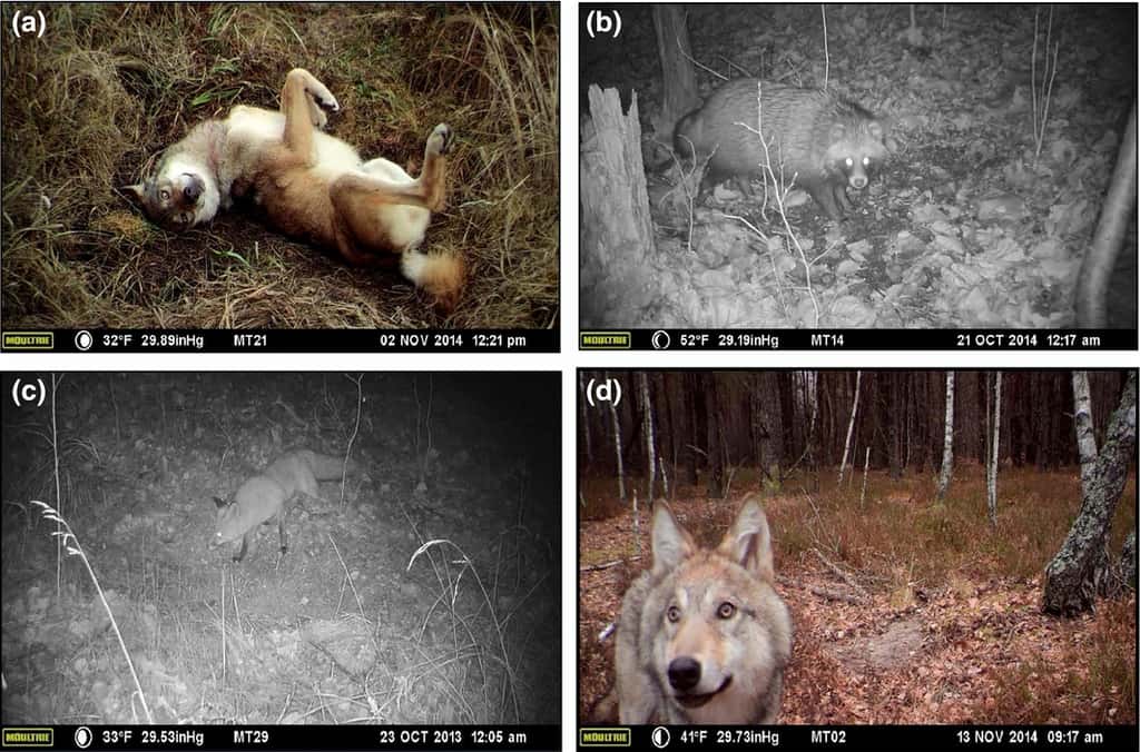 Plusieurs espèces de carnivores ont été observées sur différentes stations du site d'étude, à l'automne 2014 : le loup gris (<em>Canis lupus</em>) (a et d) ; le chien viverrin (<em>Nyctereutes procyonoides</em>) (b) et le renard roux (<em>Vulpes vulpes</em>) (c). © Webster <em>et al.</em>, Esa