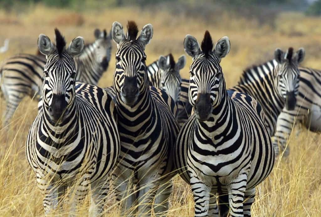Symboles des savanes africaines, les troupeaux de zèbres se font de moins en moins nombreux car leur viande est appréciée des humains. © Paul Maritz, cc by 2.5
