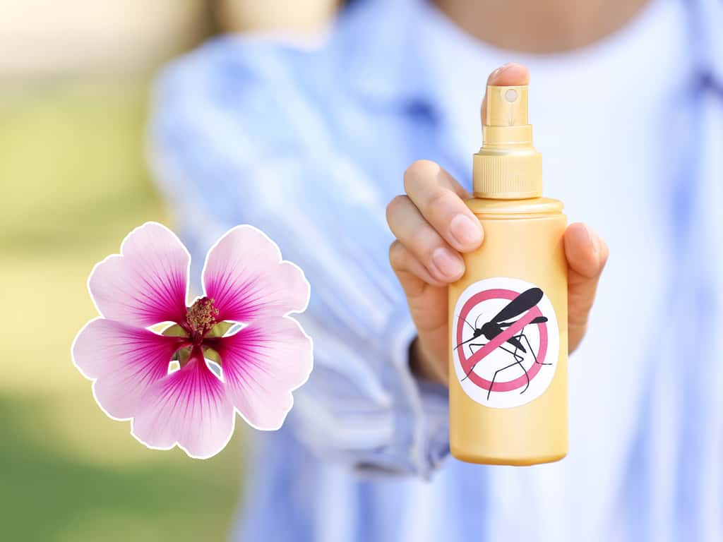 Dites adieu aux sprays chimiques. Voici la solution naturelle anti-moustiques la plus efficace pour s'en protéger efficacement. © Canva Pro