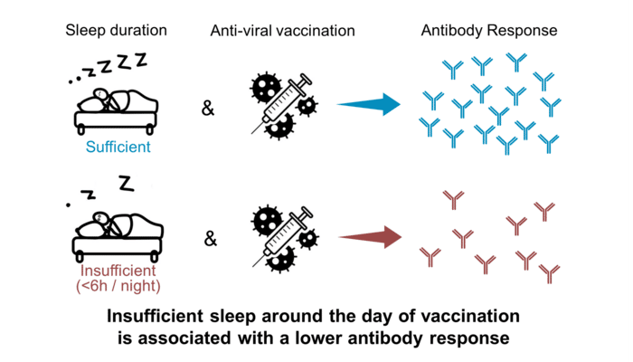 Résumé illustré des effets d'un manque de sommeil sur la vaccination. © <em>Spiegel et al.</em> 2023