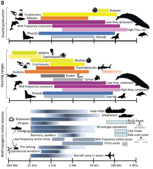 Sons émis par les animaux marins et les activités humaines dans les océans et spectre potentiel de réception de ces sons par plusieurs groupes d'espèces marines. © Duarte et <em>al.</em>, 2021