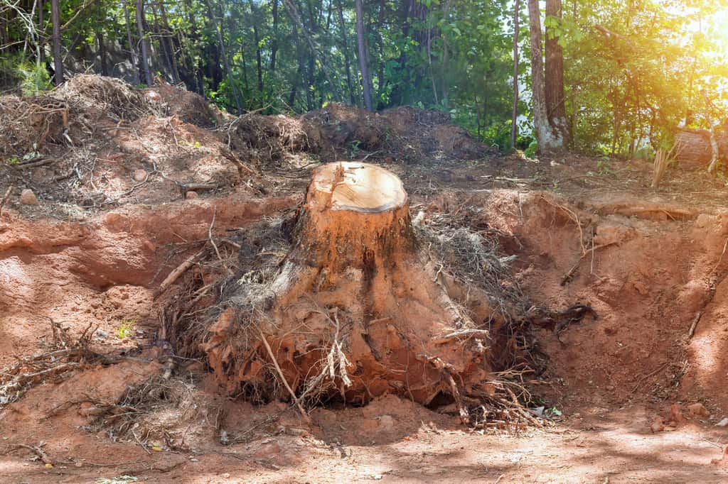 La coupe d'un arbre doit être mûrement réfléchi car un individu peut abriter de nombreuses espèces et sa disparition perturber l'écosystème. © ungvar, Adobe Stock